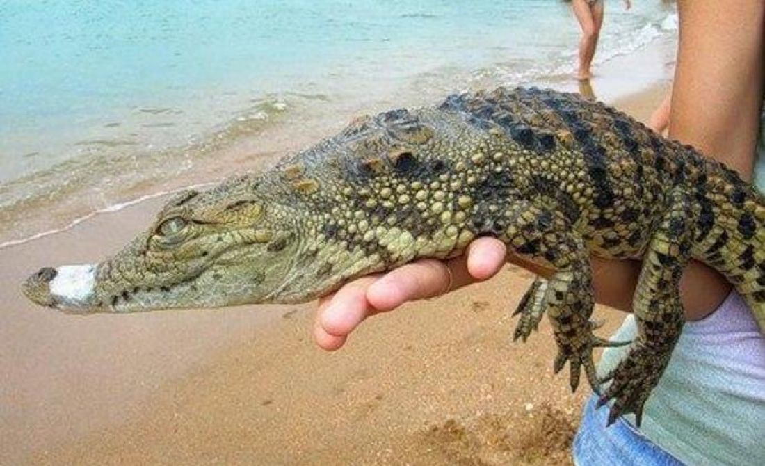 Рептилия в анапе. Черноморский крокодил. Крокодил на пляже. Животные Анапы. Пляж крокодилов.