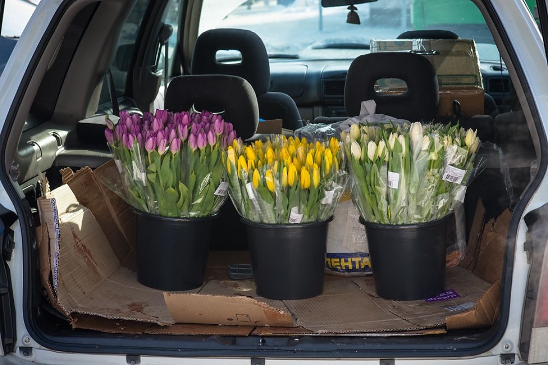 Сколько зарабатывают на тюльпанах. Торговля тюльпанами с машины. Торговля цветами с машины. Тюльпаны в машине. Уличная торговля цветами.