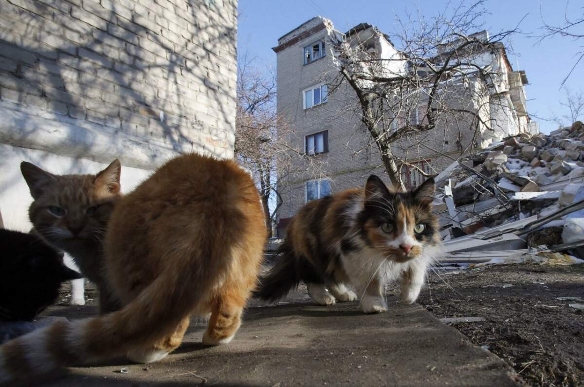 В Анапе девушка спасает животных из Херсонской области | 29.03.2023 | Анапа  - БезФормата